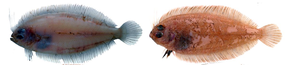 Arnoglossus imperialis_05.jpg